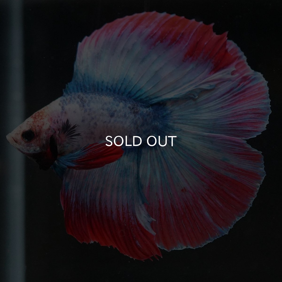 画像8: FM タイフラッグ (8)