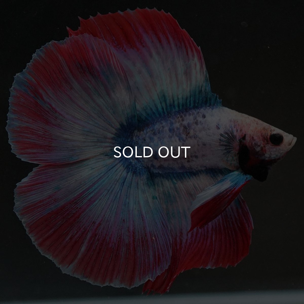 画像9: FM タイフラッグ (9)