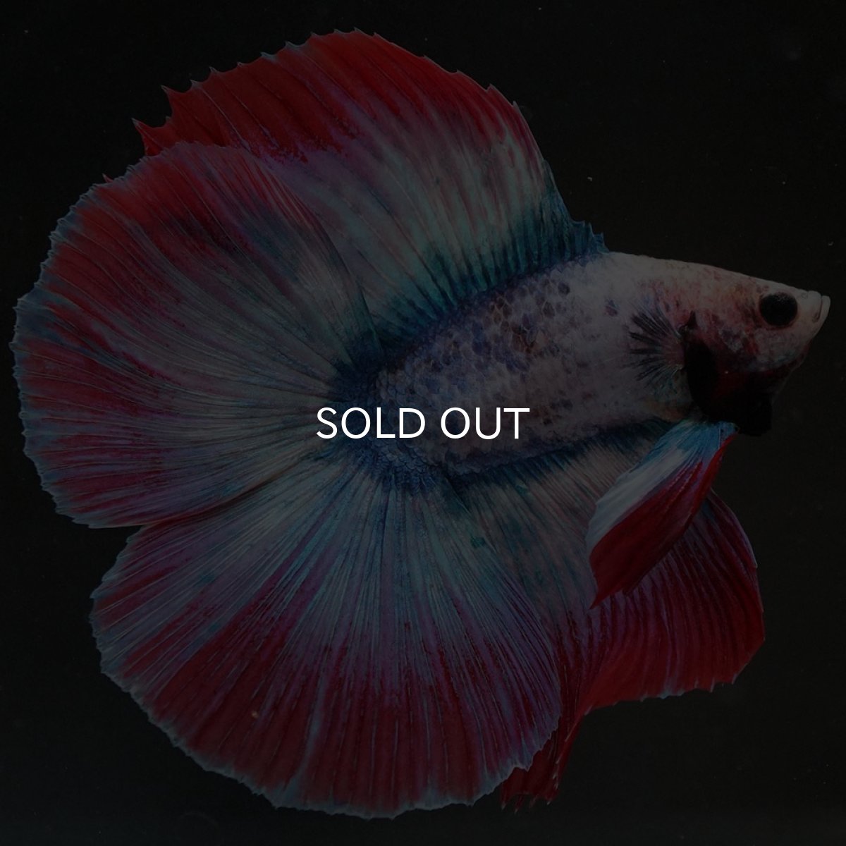 画像5: FM タイフラッグ (5)