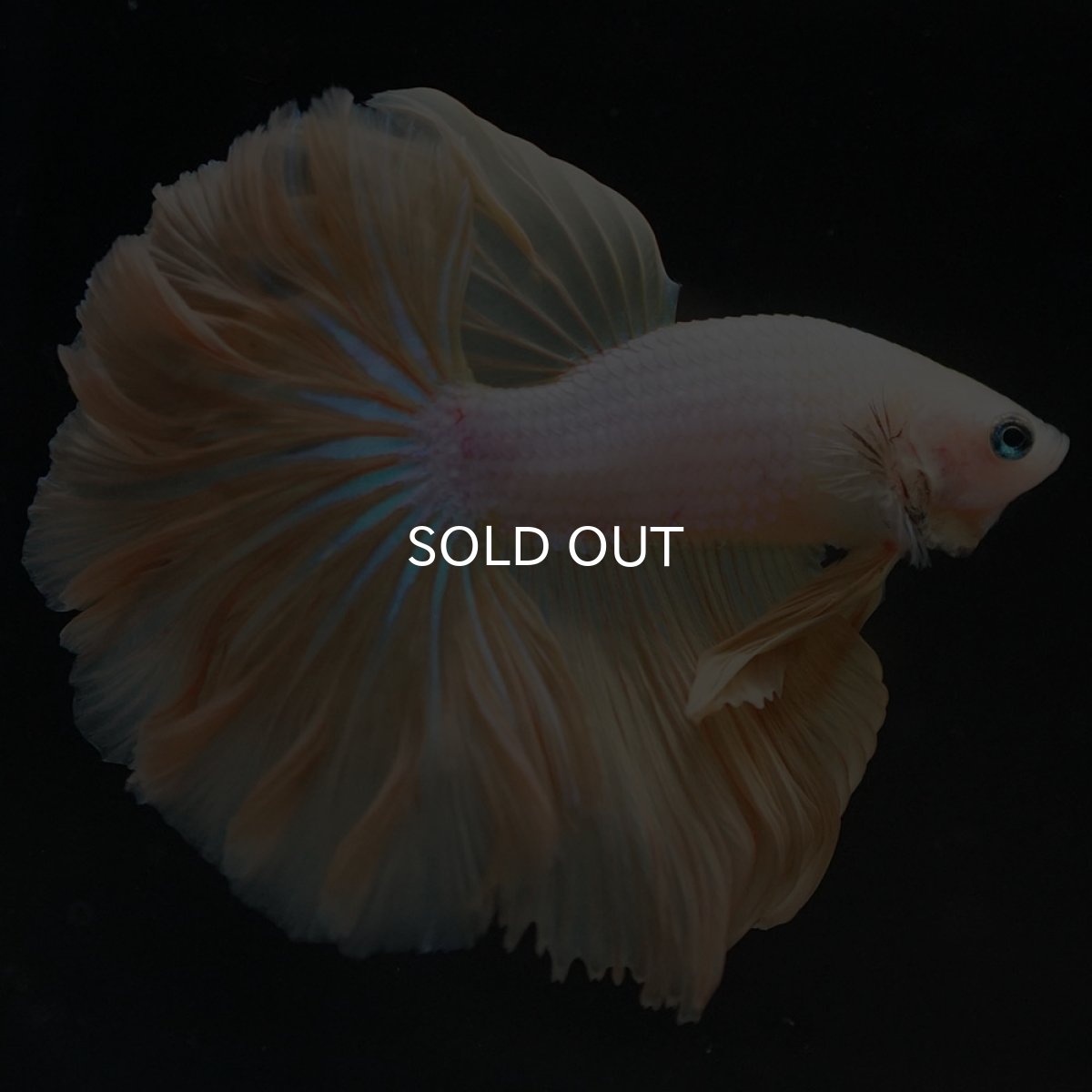 画像6: HM　プラチナイエロードラゴン　ローズテール (6)