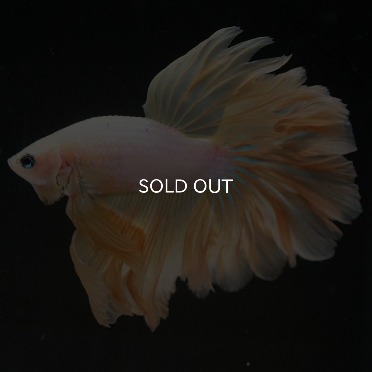 画像2: HM　プラチナイエロードラゴン　ローズテール (2)