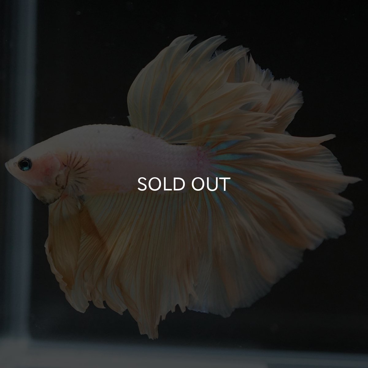 画像5: HM　プラチナイエロードラゴン　ローズテール (5)