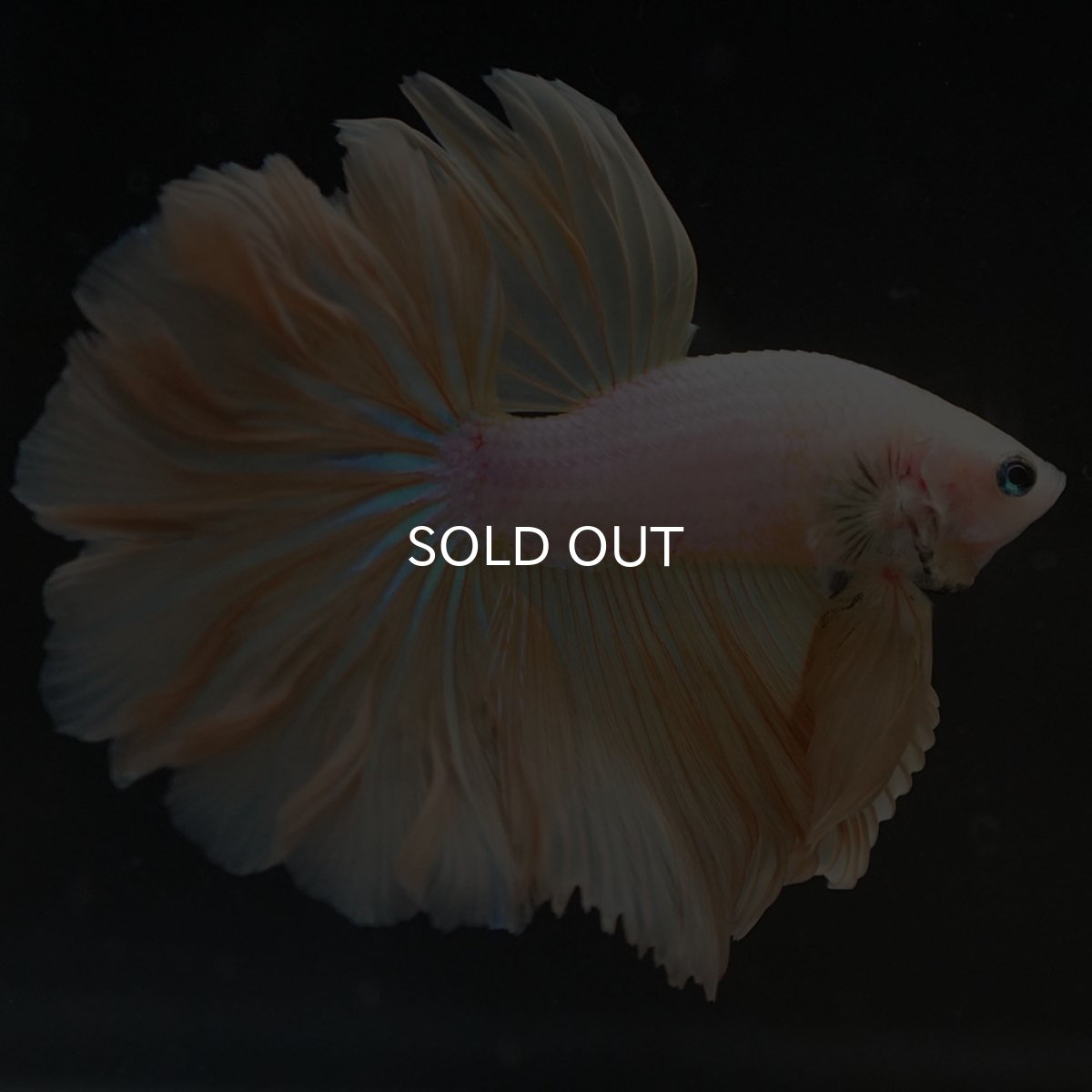 画像4: HM　プラチナイエロードラゴン　ローズテール (4)