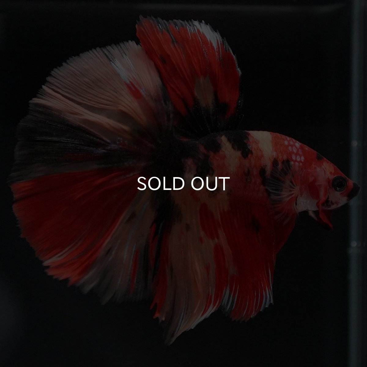 画像7: HM キャンディ (7)