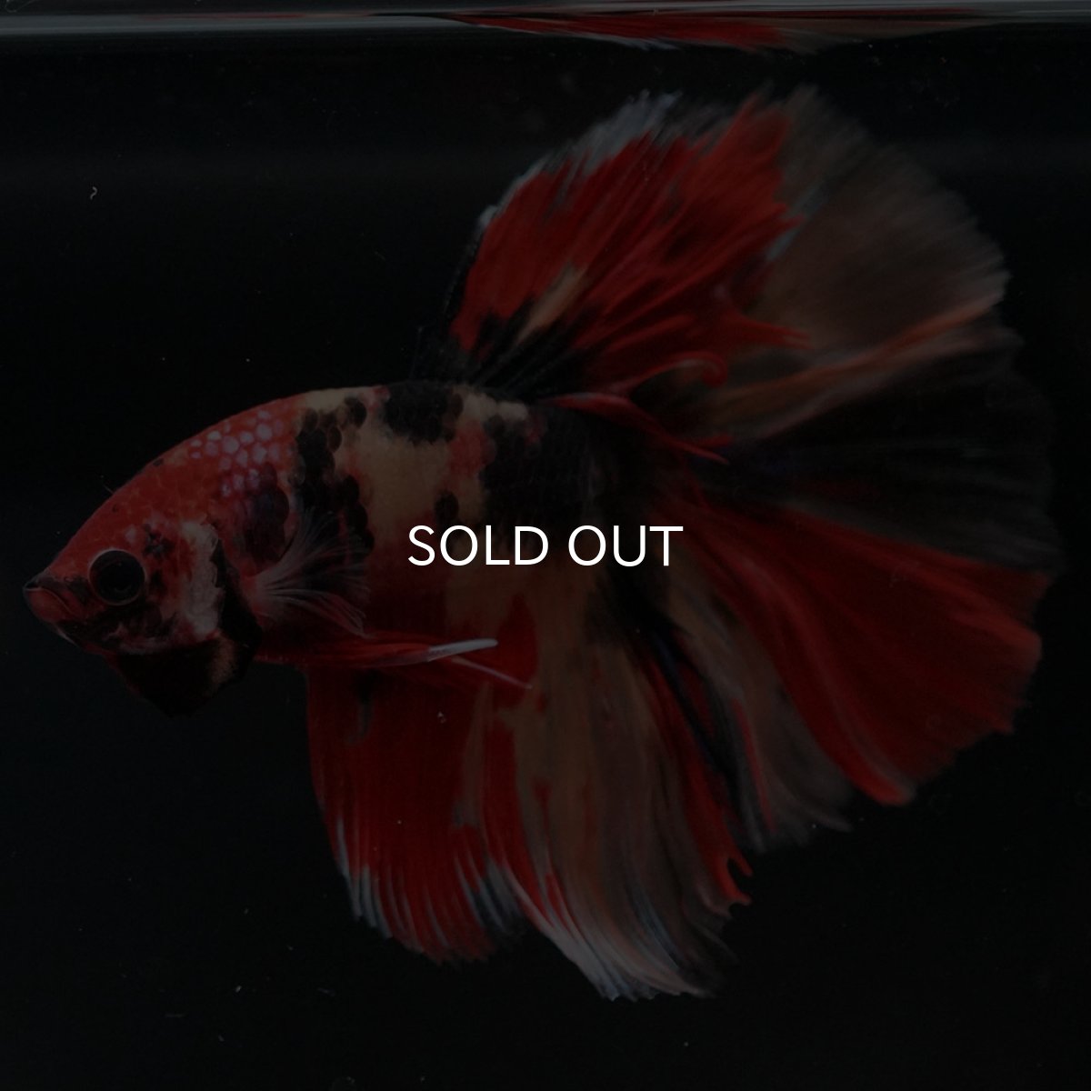 画像8: HM キャンディ (8)