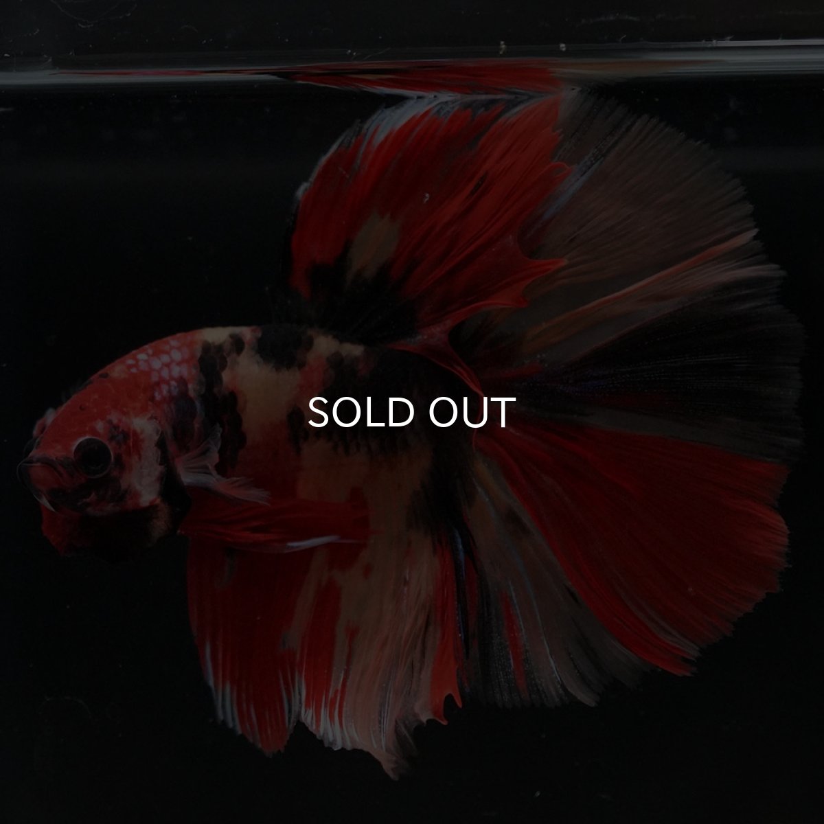 画像6: HM キャンディ (6)