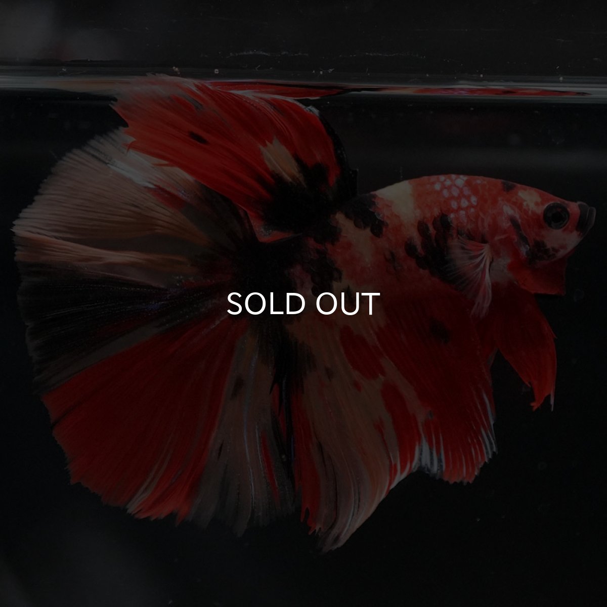 画像5: HM キャンディ (5)