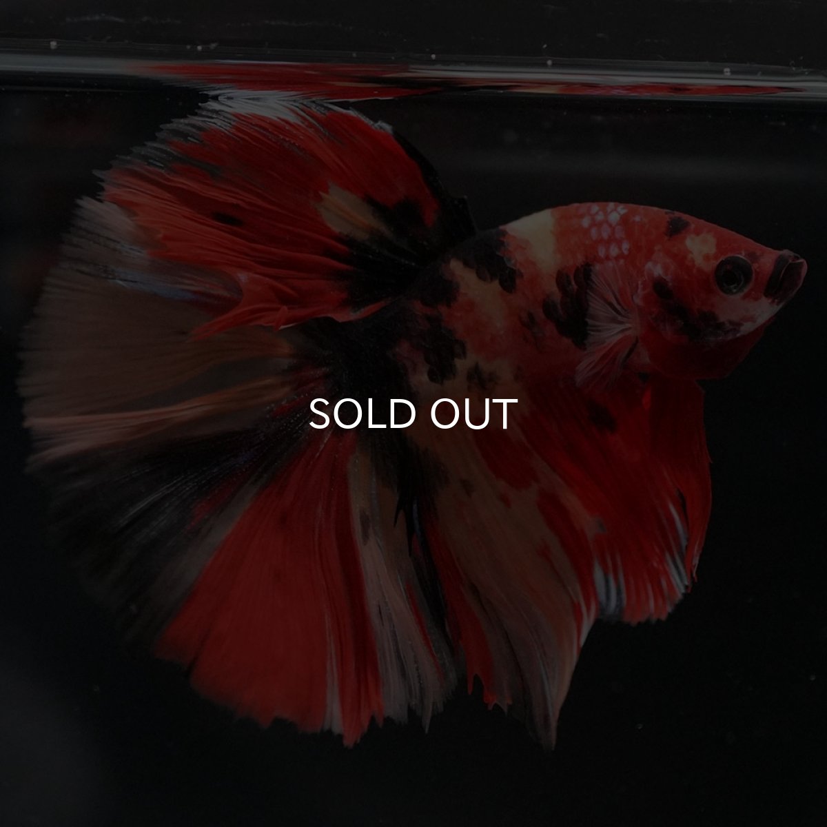 画像3: HM キャンディ (3)