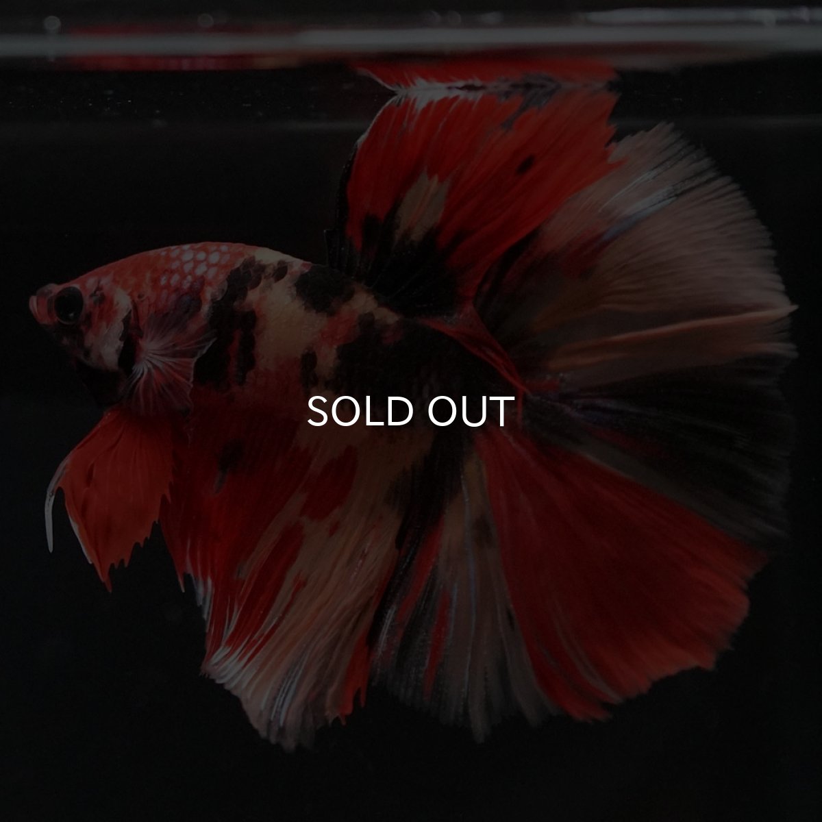 画像4: HM キャンディ (4)