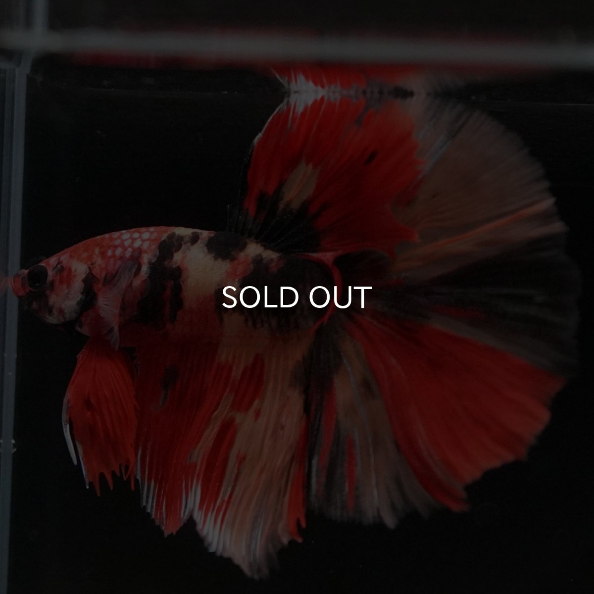 画像2: HM キャンディ (2)