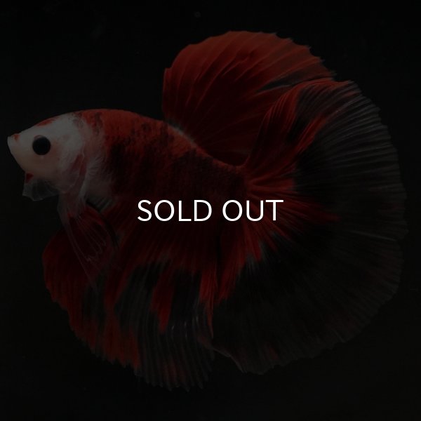 ショーベタ専門店 よこはま金魚HM 鯉a8548