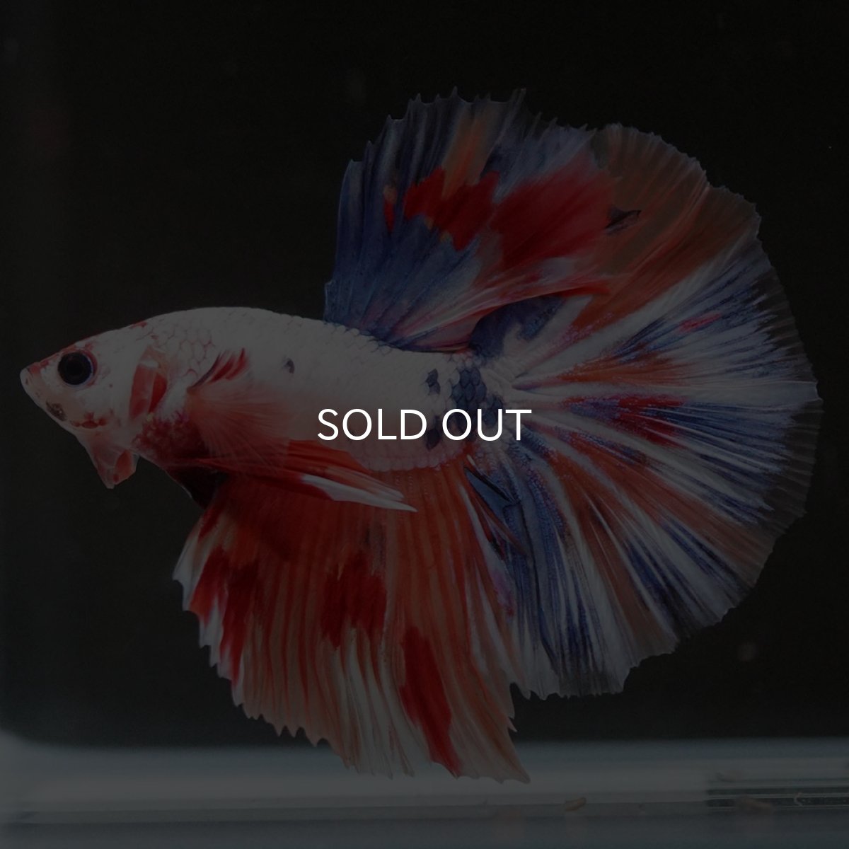 画像7: HM キャンディレインボー (7)