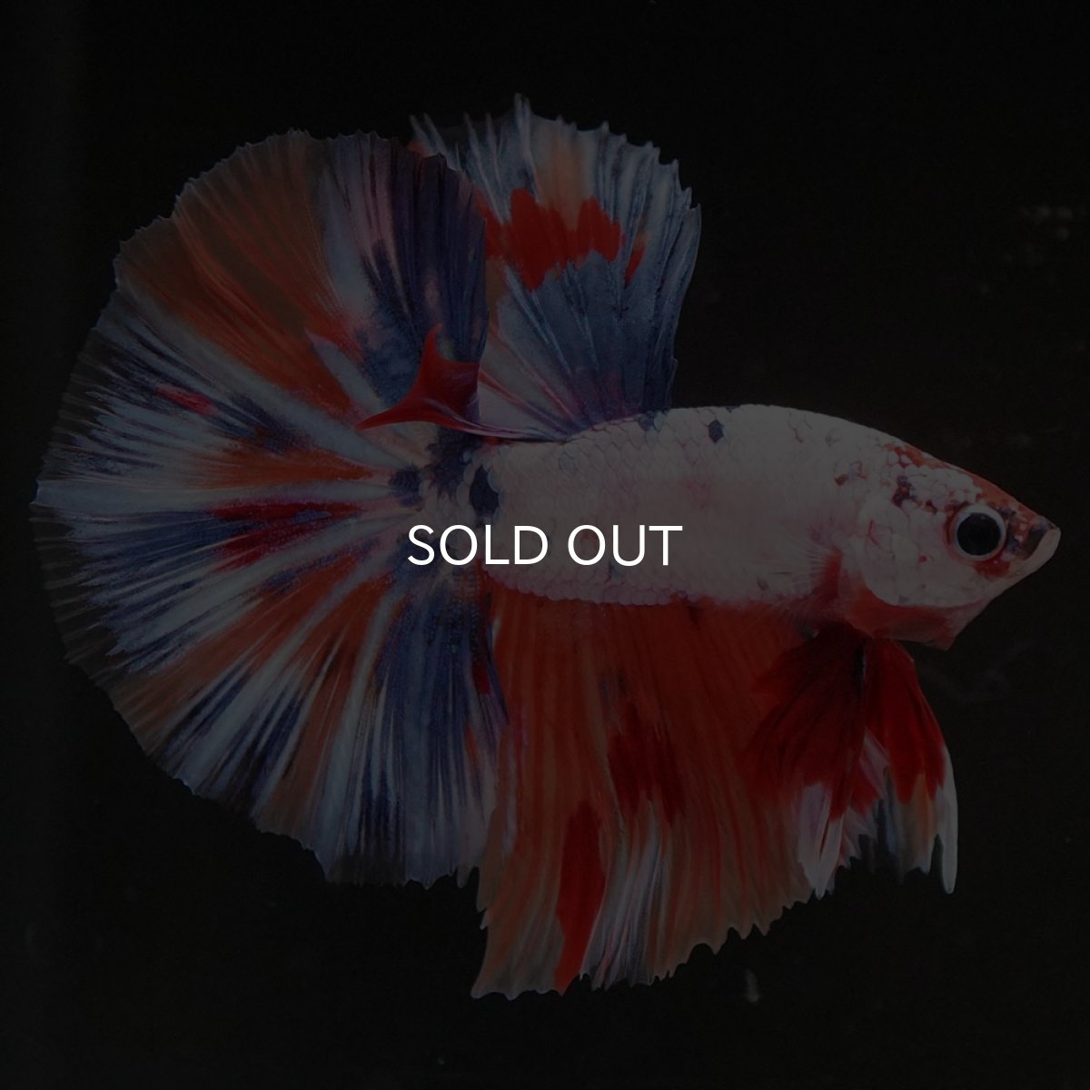 画像5: HM キャンディレインボー (5)