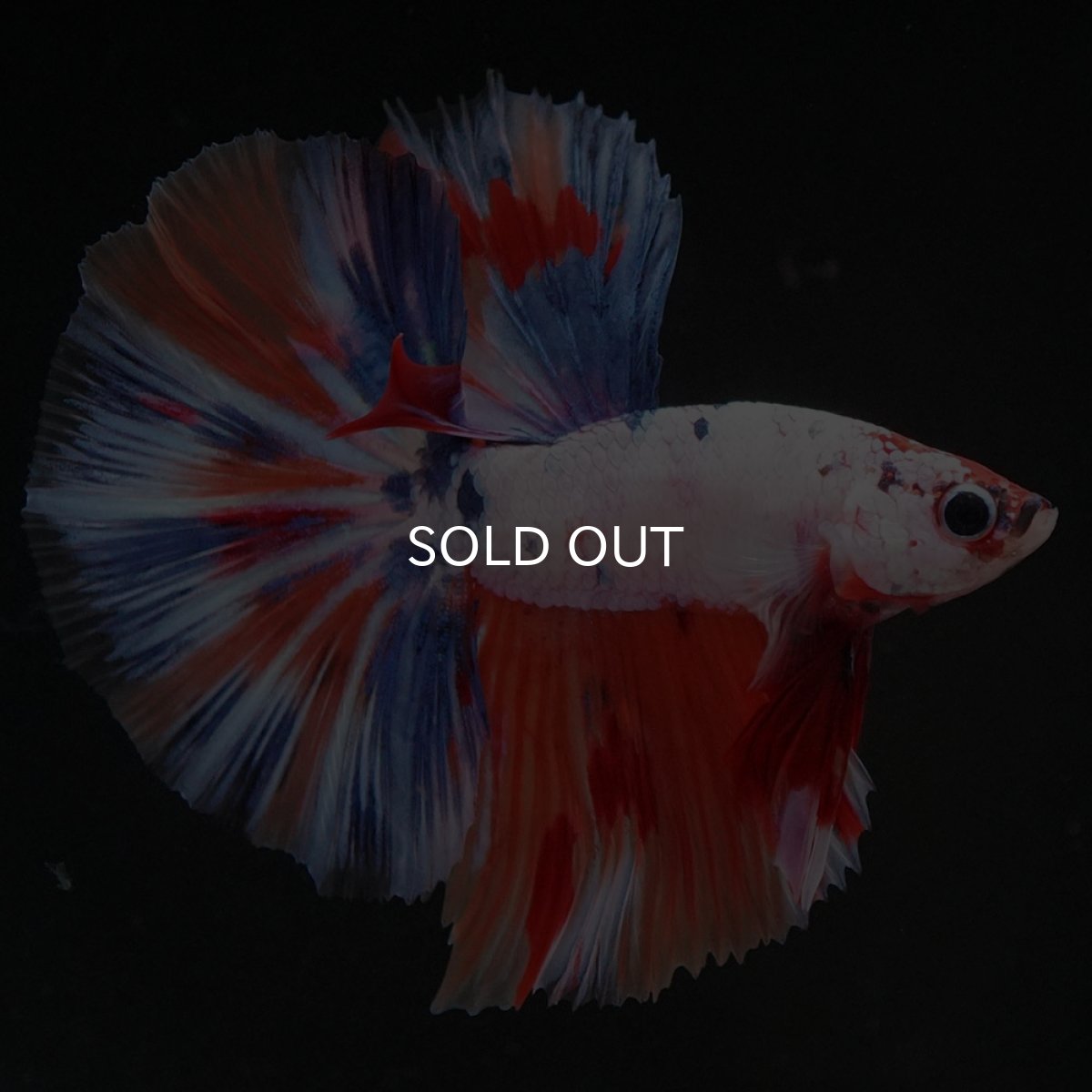 画像3: HM キャンディレインボー (3)