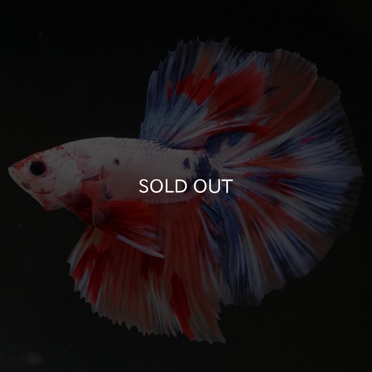 画像4: HM キャンディレインボー (4)