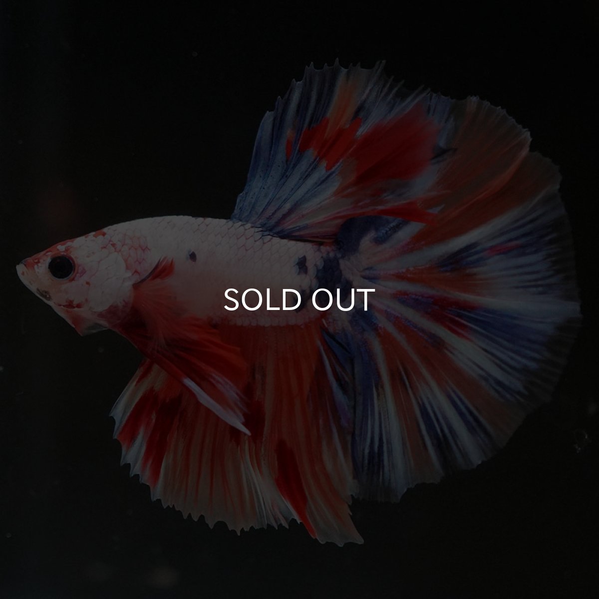 画像2: HM キャンディレインボー (2)