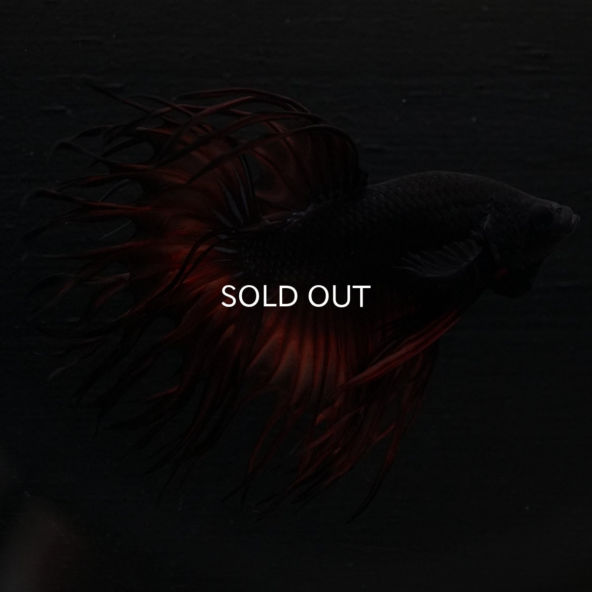 画像8: KCT オレンジマスタード (8)