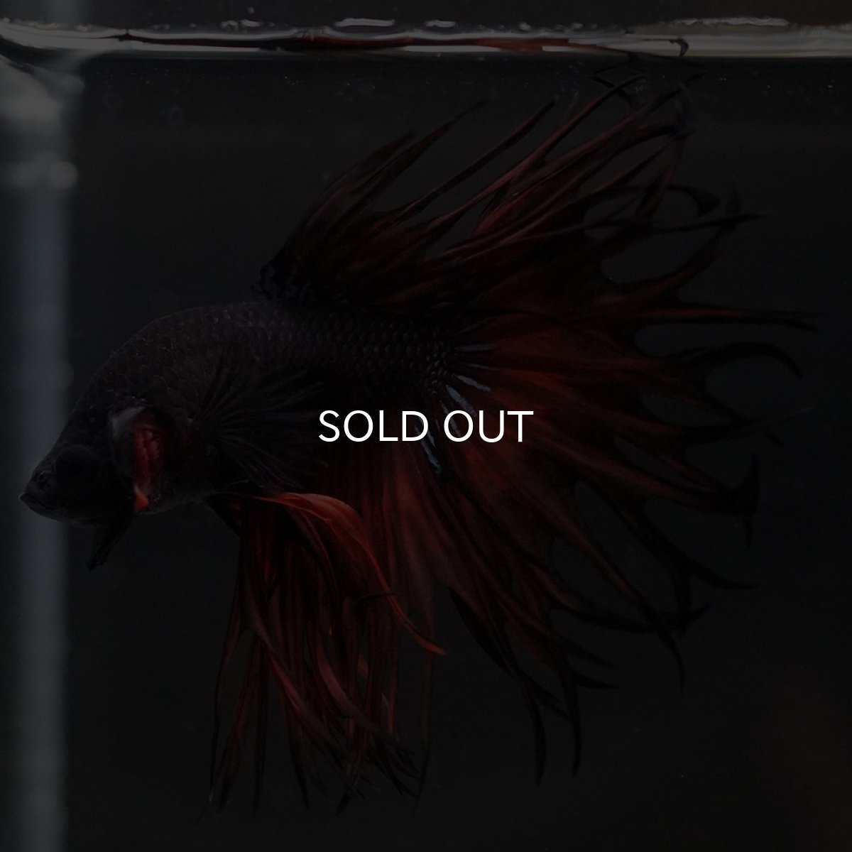 画像12: KCT オレンジマスタード (12)