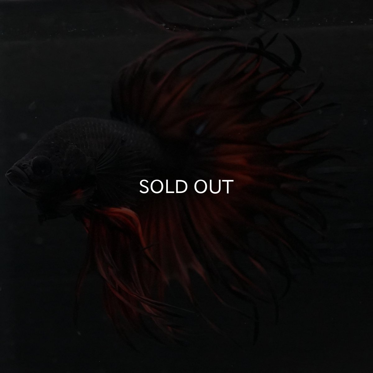 画像11: KCT オレンジマスタード (11)