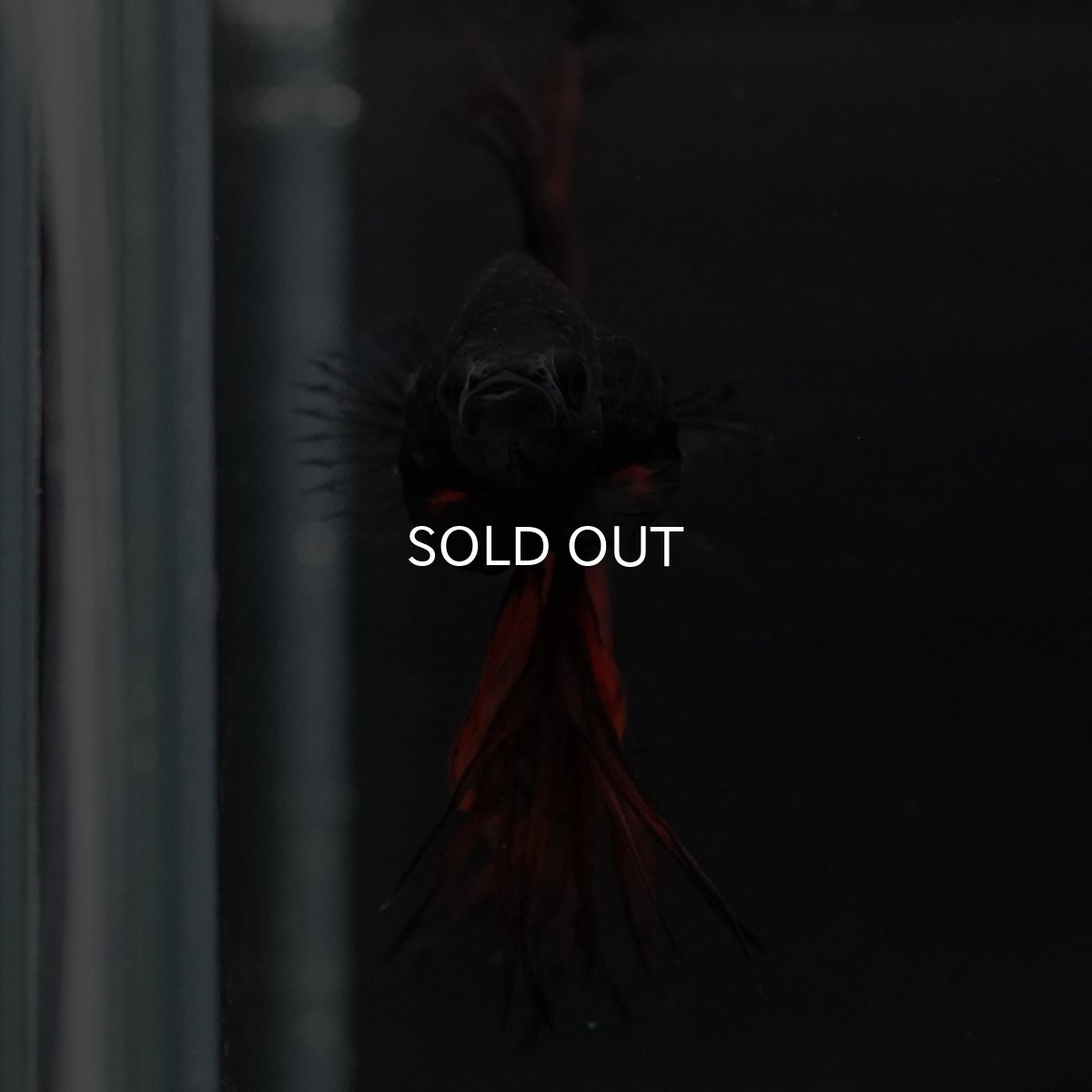 画像6: KCT オレンジマスタード (6)