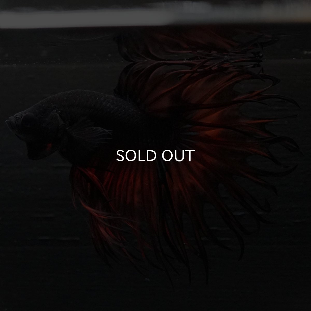 画像10: KCT オレンジマスタード (10)