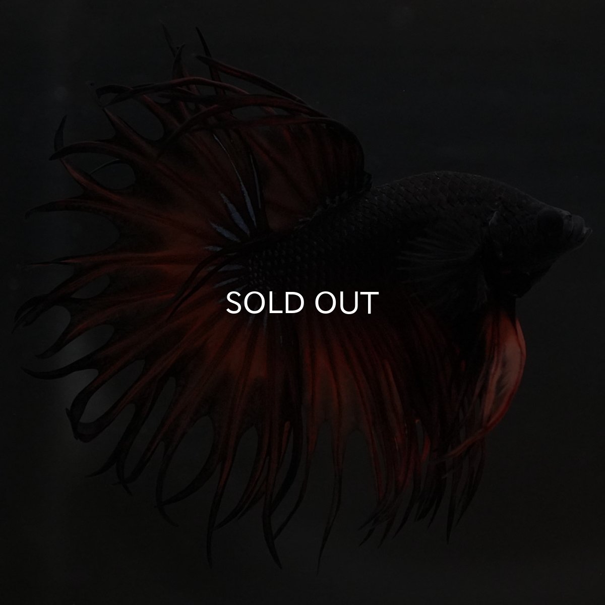 画像4: KCT オレンジマスタード (4)