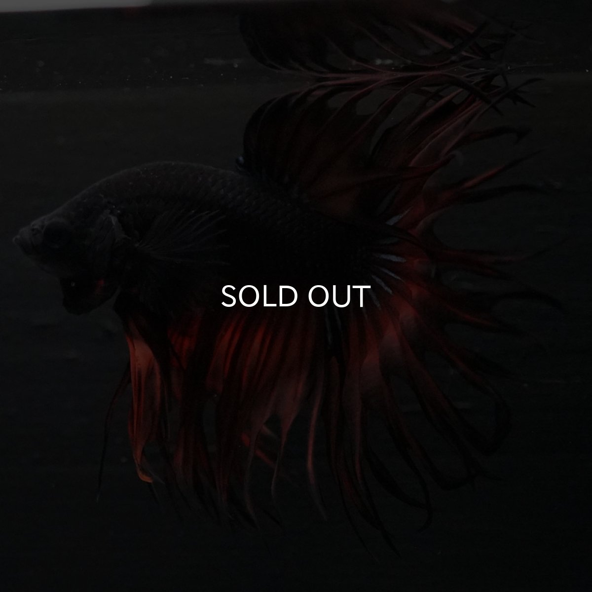 画像7: KCT オレンジマスタード (7)