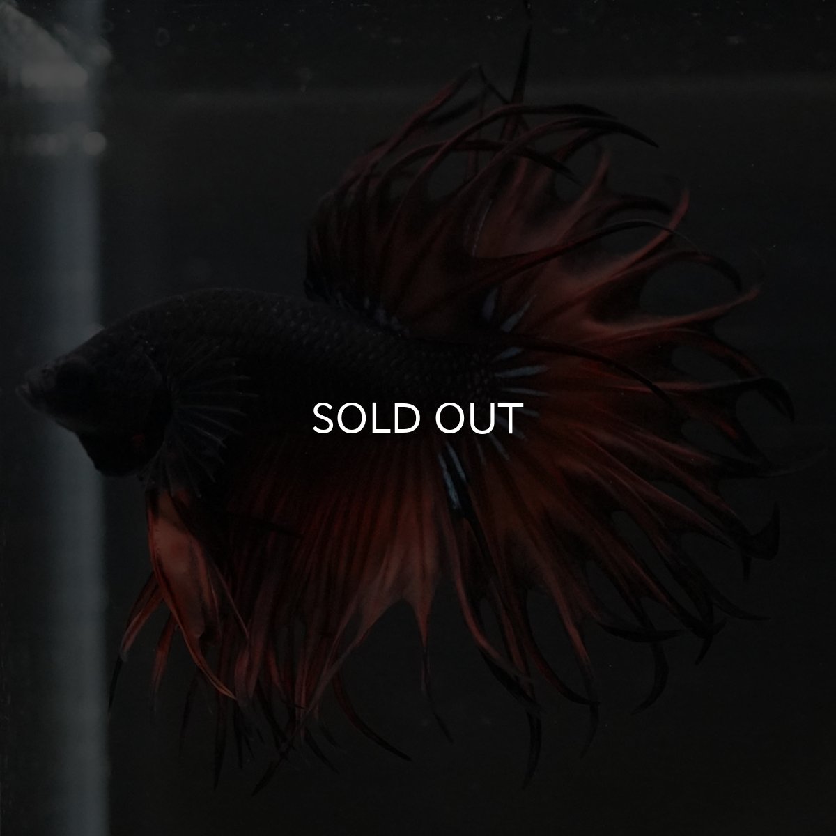 画像9: KCT オレンジマスタード (9)