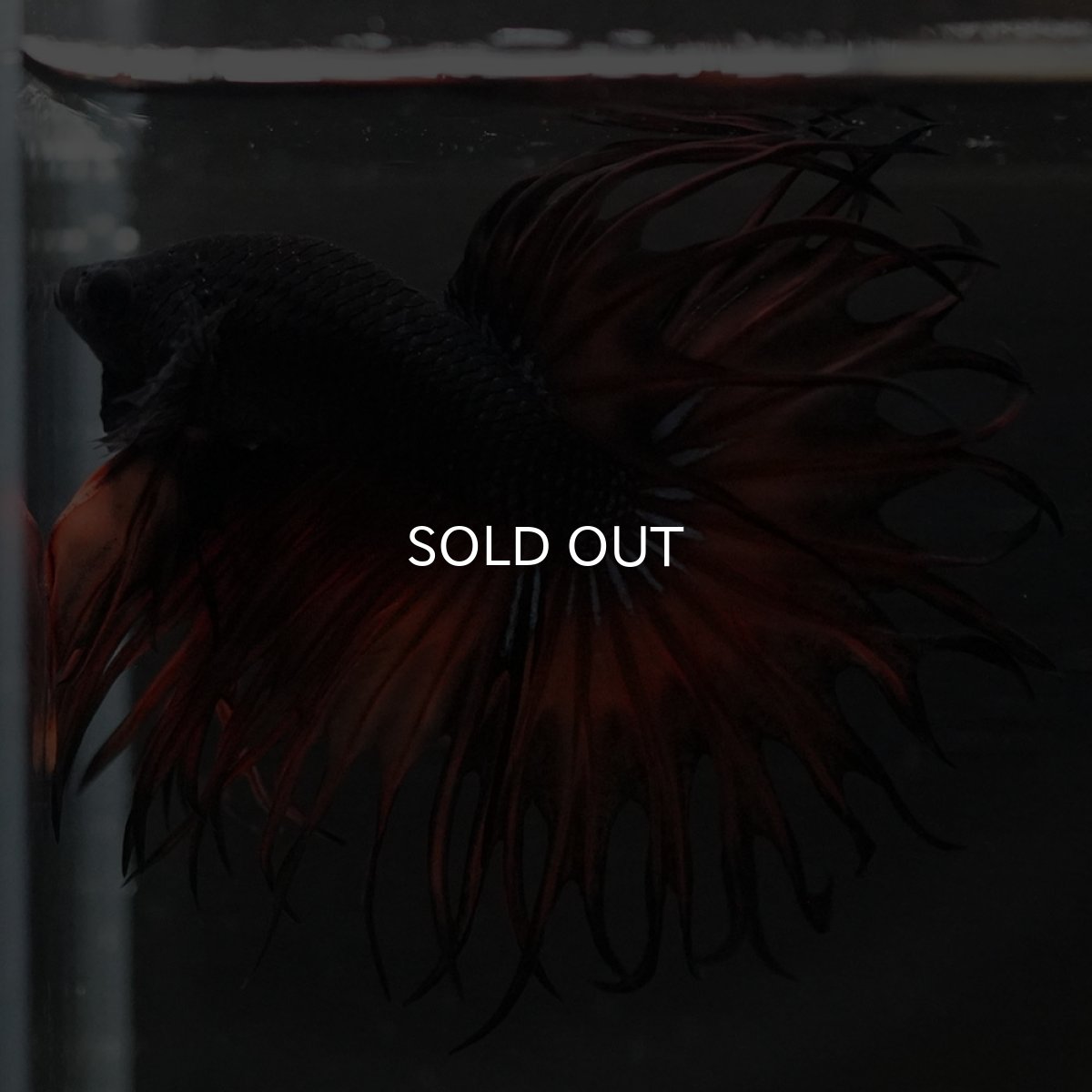 画像5: KCT オレンジマスタード (5)