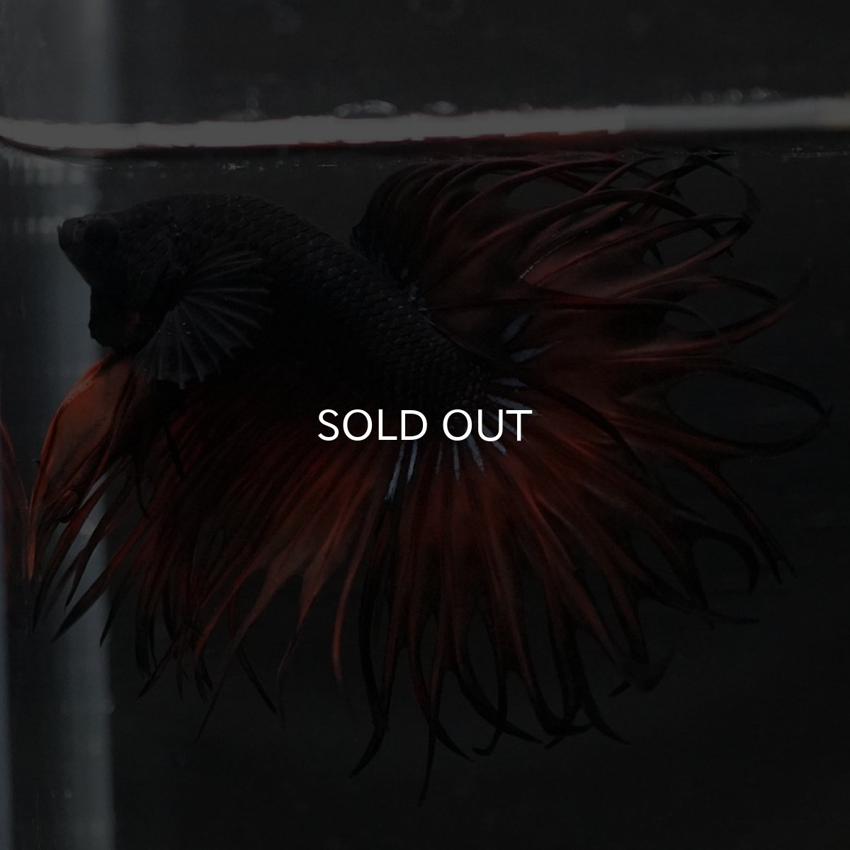 画像3: KCT オレンジマスタード (3)