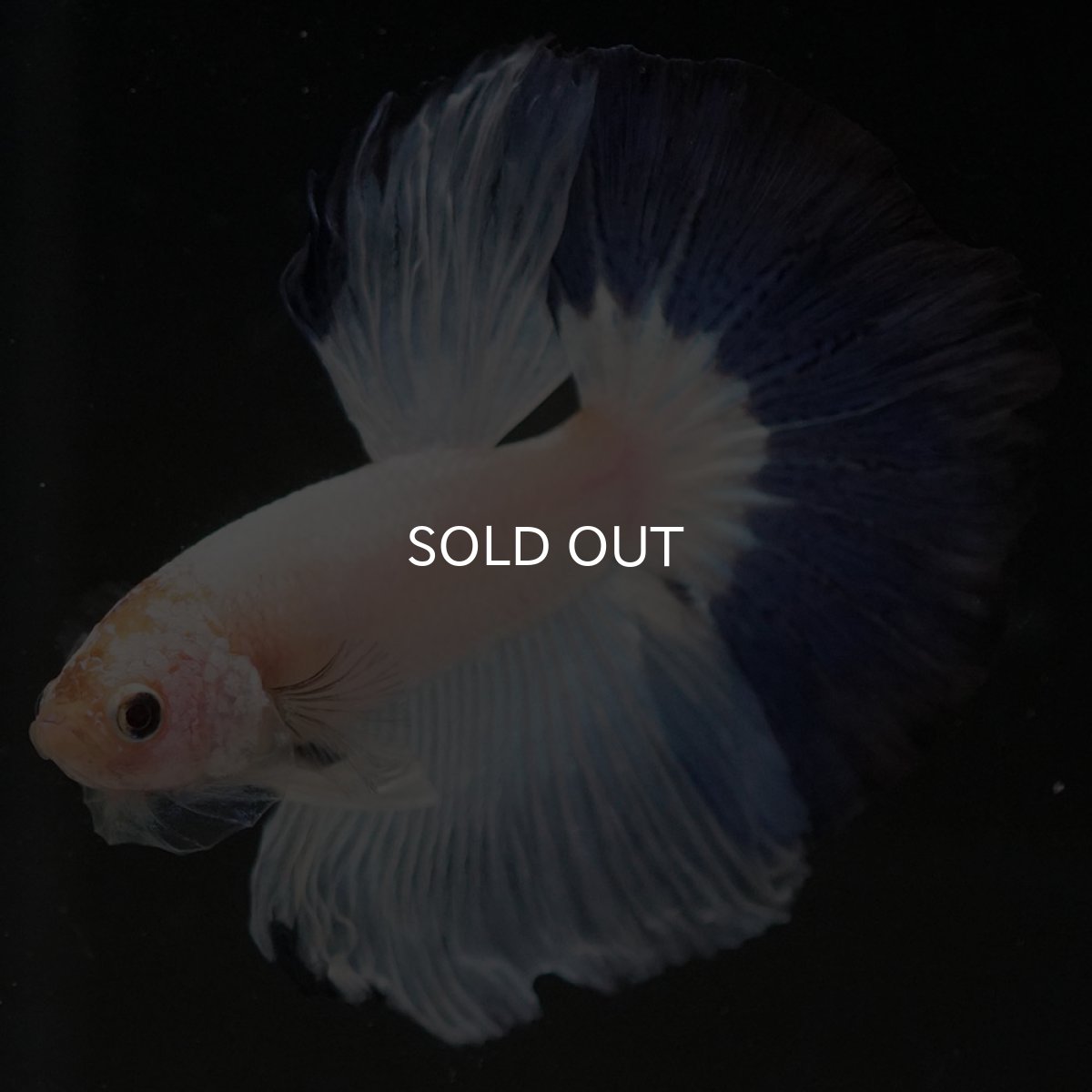 画像11: HM　ホワイトブルーファンシー (11)