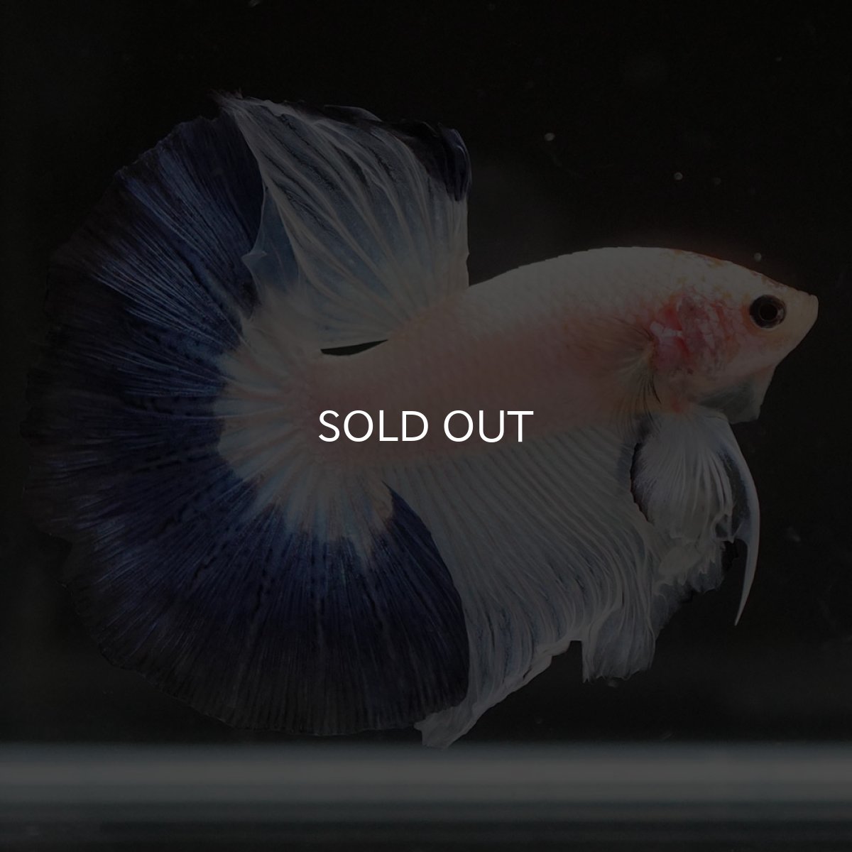 画像7: HM　ホワイトブルーファンシー (7)