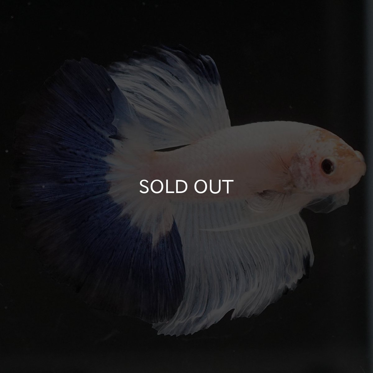 画像9: HM　ホワイトブルーファンシー (9)