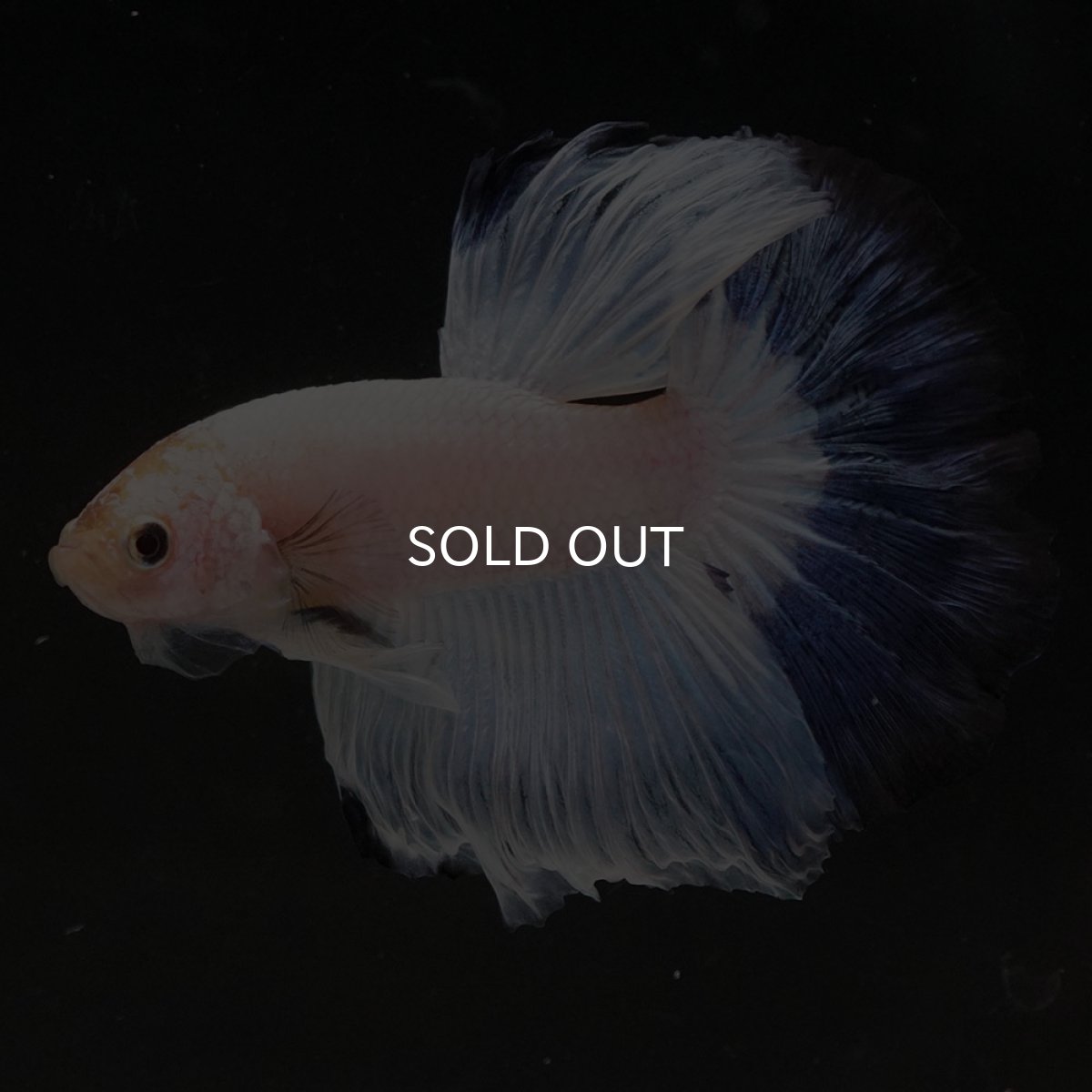 画像10: HM　ホワイトブルーファンシー (10)