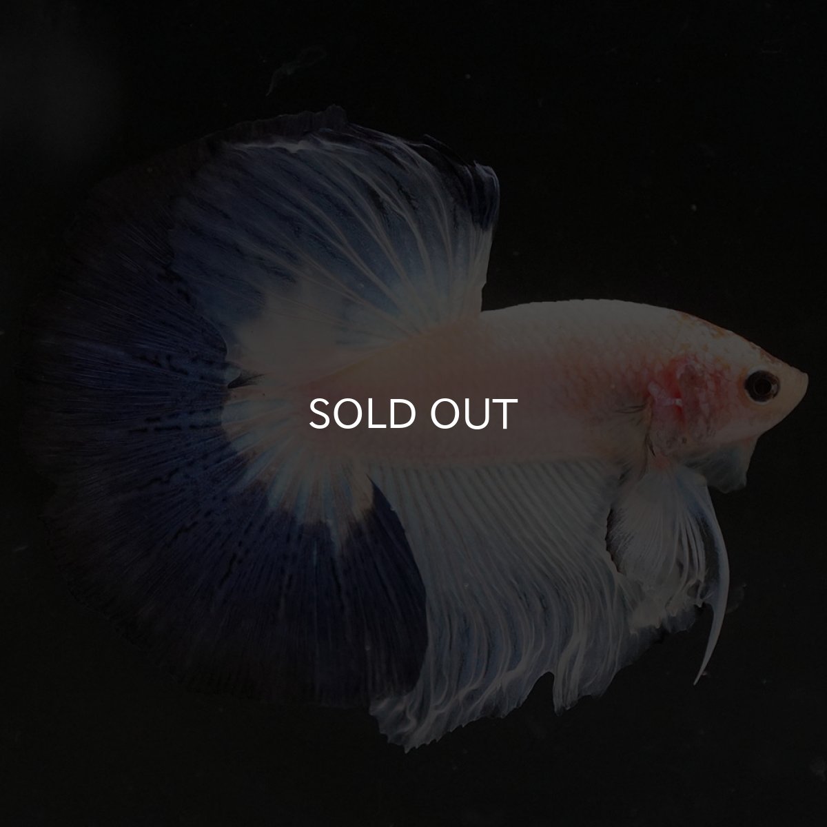 画像3: HM　ホワイトブルーファンシー (3)