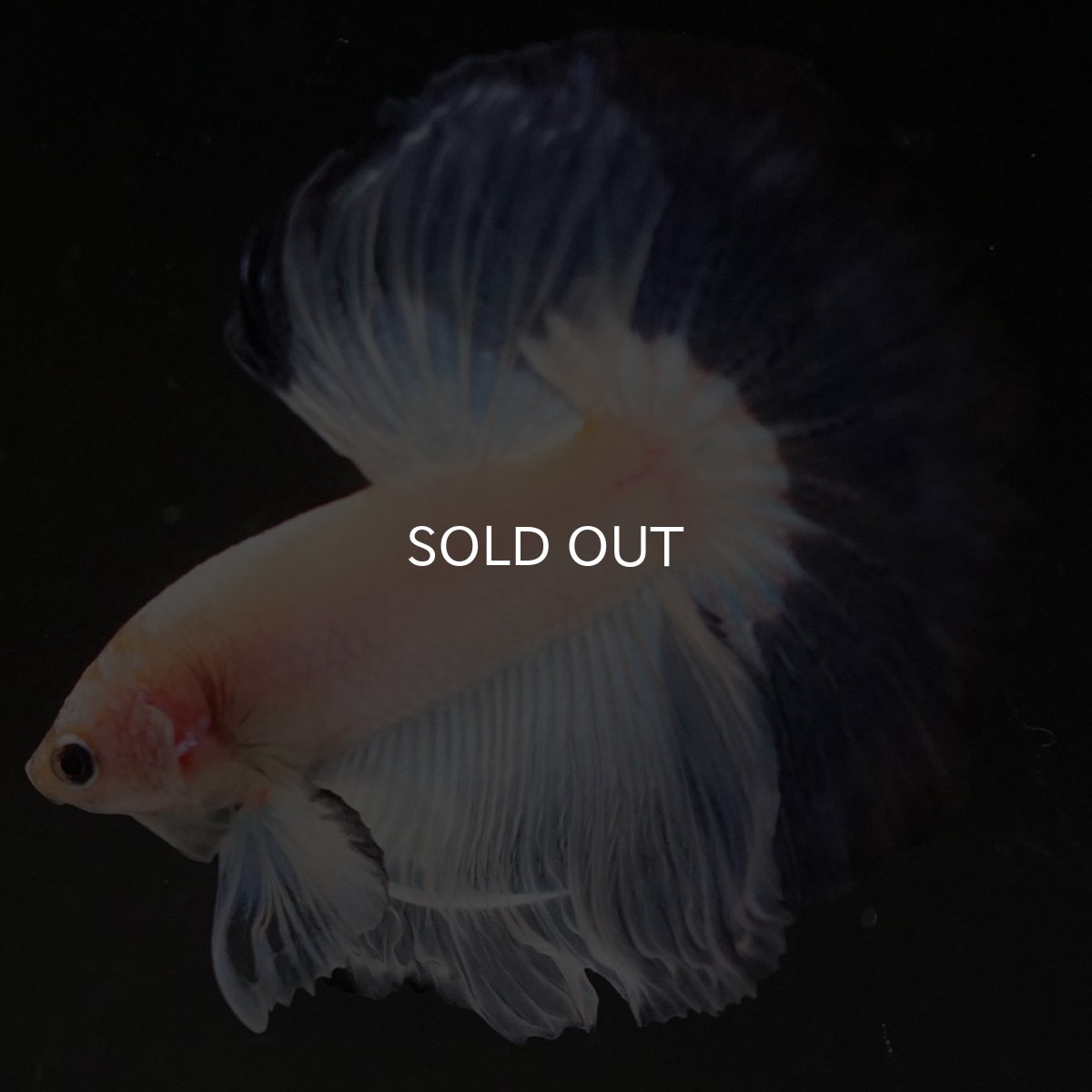 画像8: HM　ホワイトブルーファンシー (8)