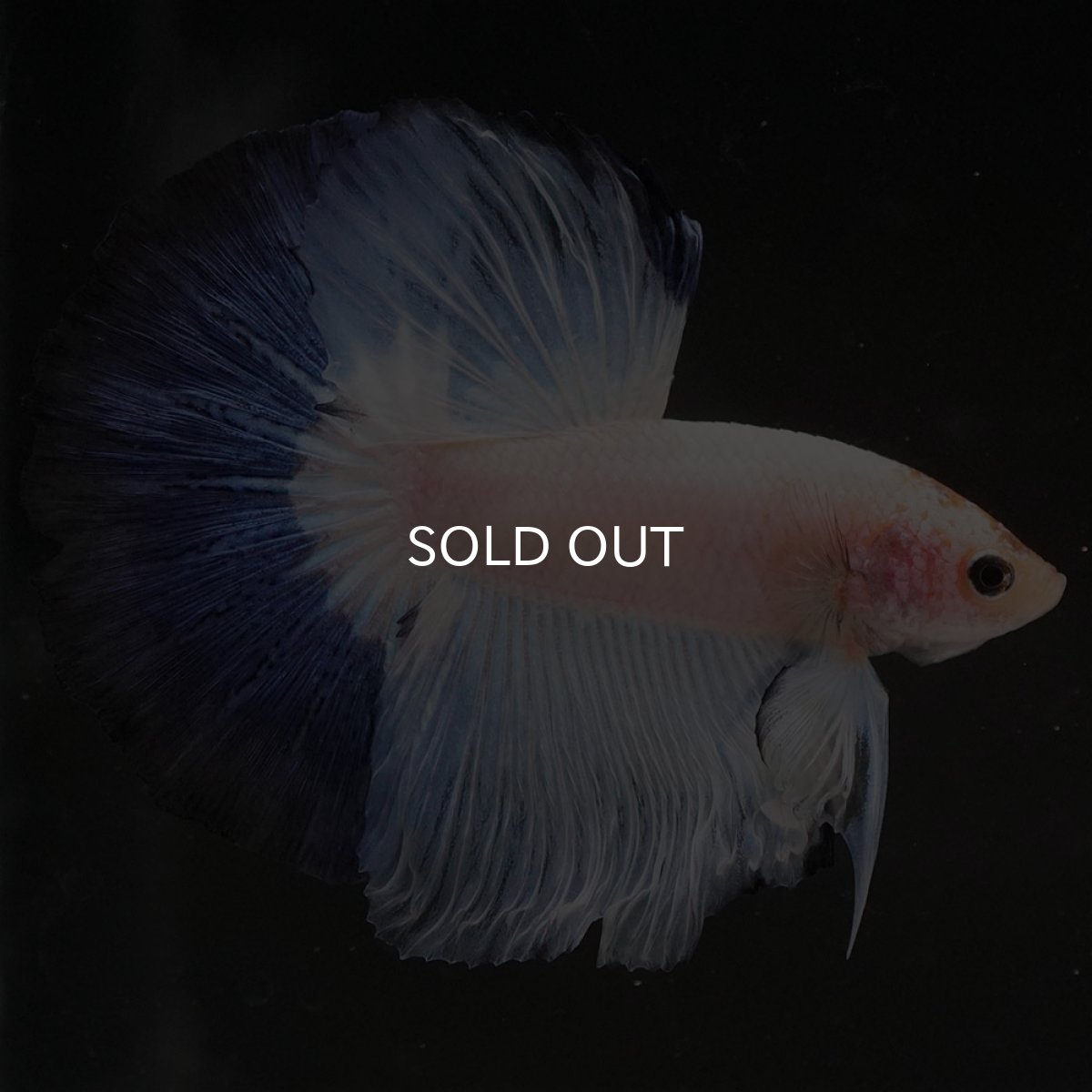 画像5: HM　ホワイトブルーファンシー (5)