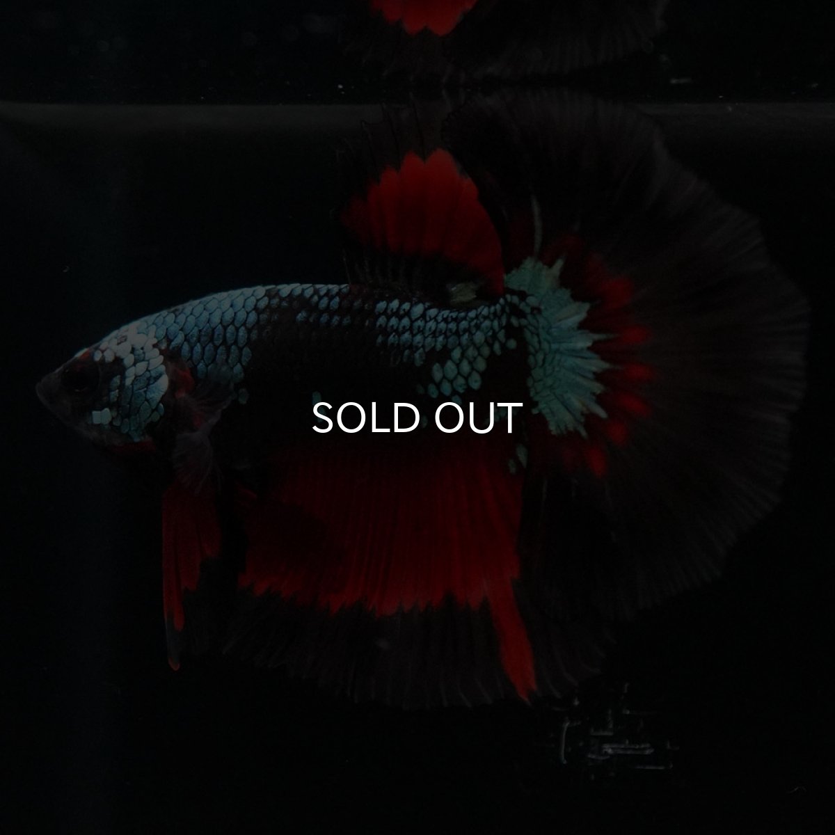 画像8: HM ブラックスター (8)