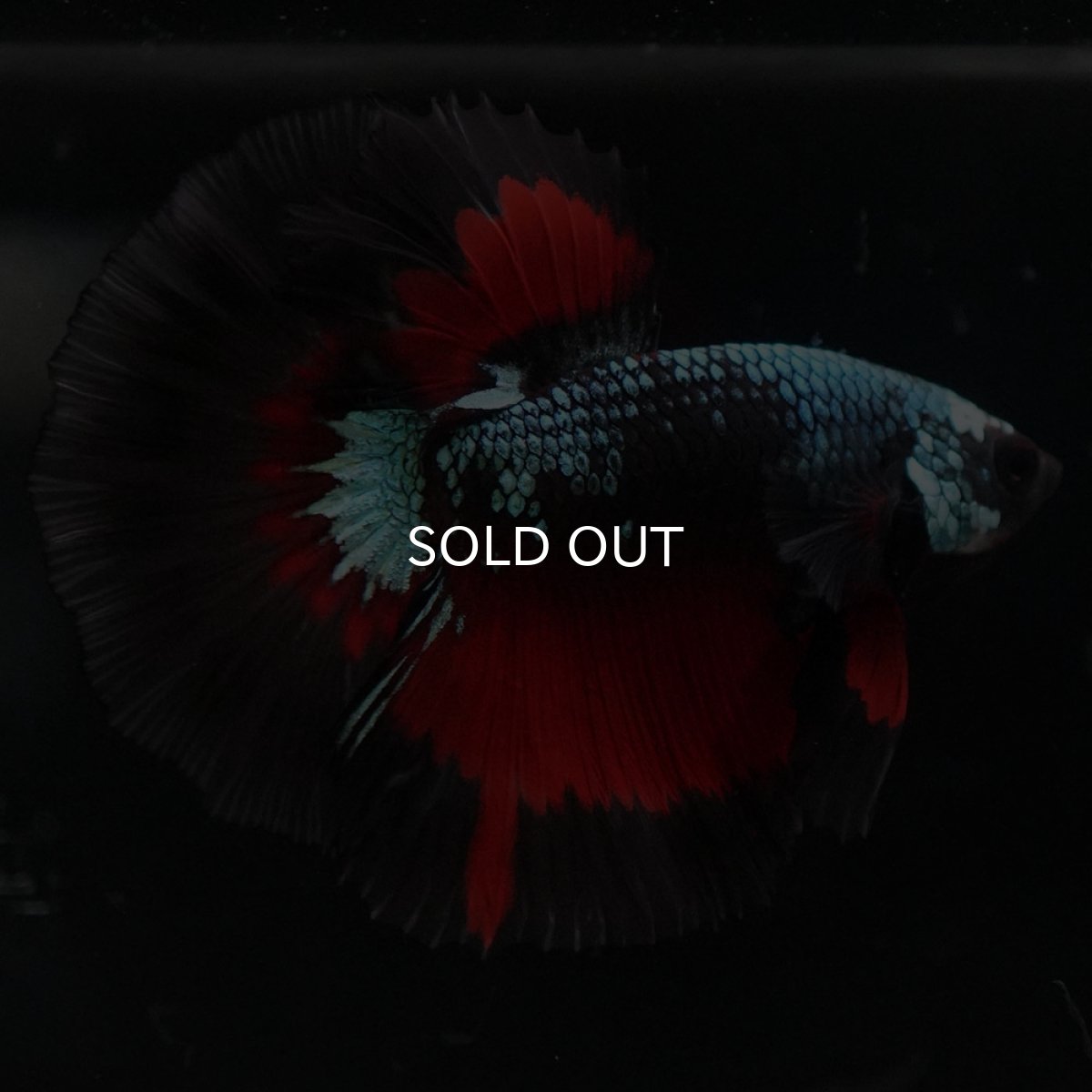 画像6: HM ブラックスター (6)