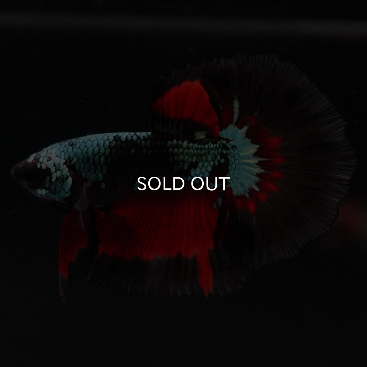 画像7: HM ブラックスター (7)