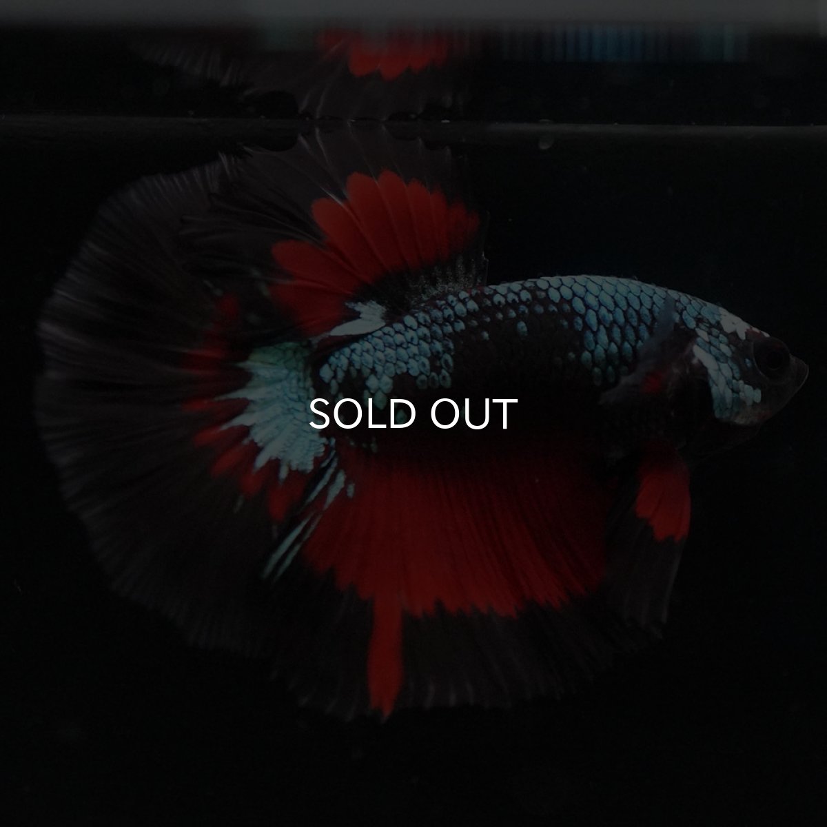 画像4: HM ブラックスター (4)