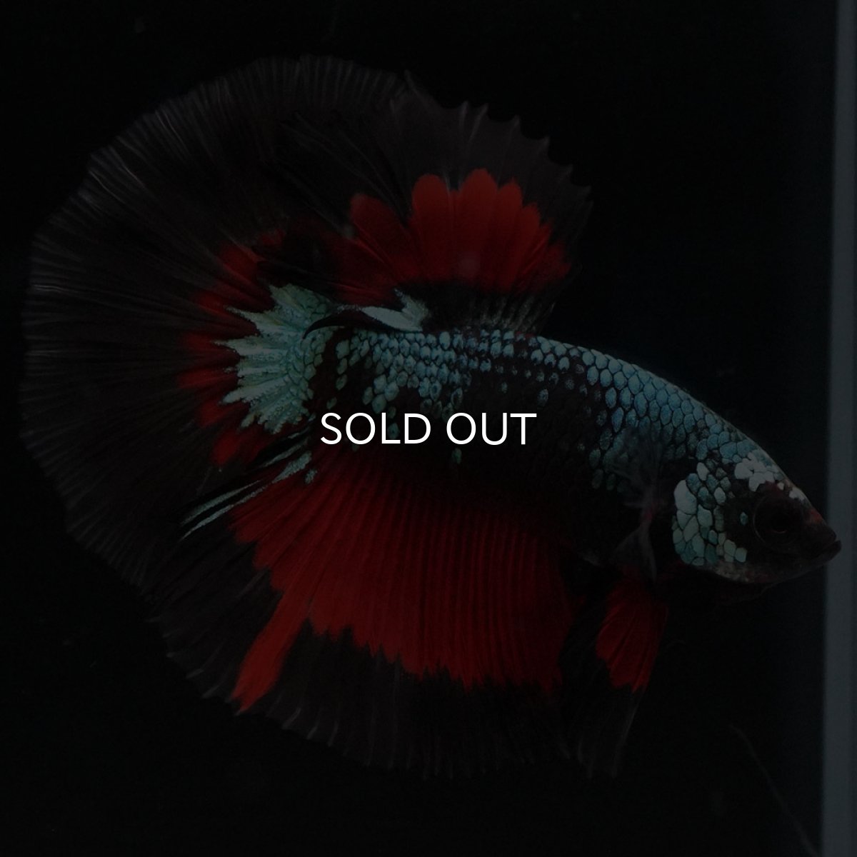 画像2: HM ブラックスター (2)