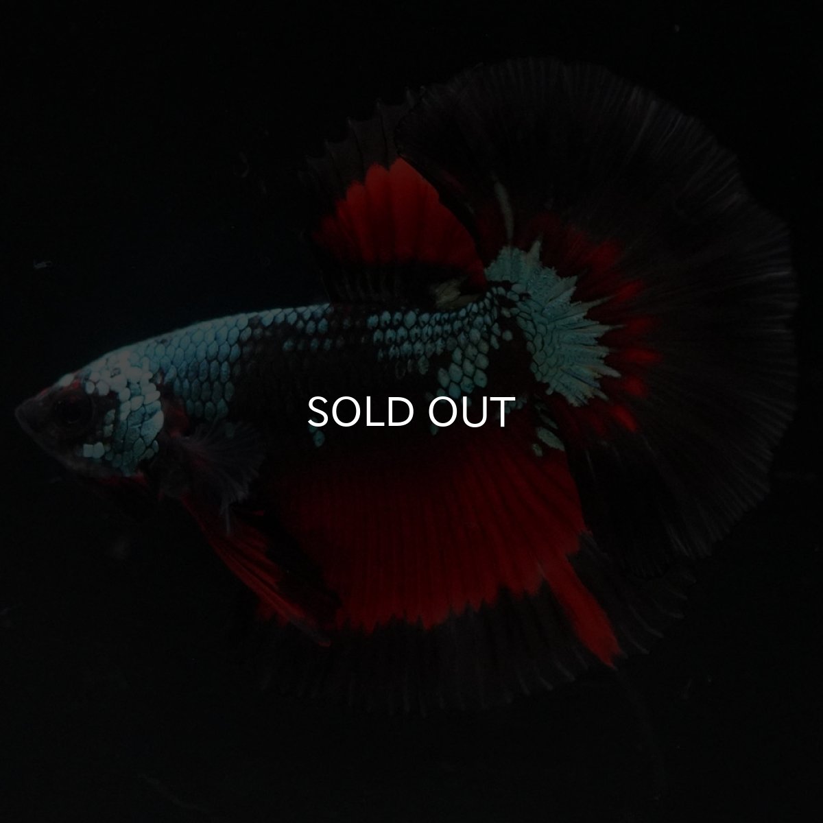 画像5: HM ブラックスター (5)