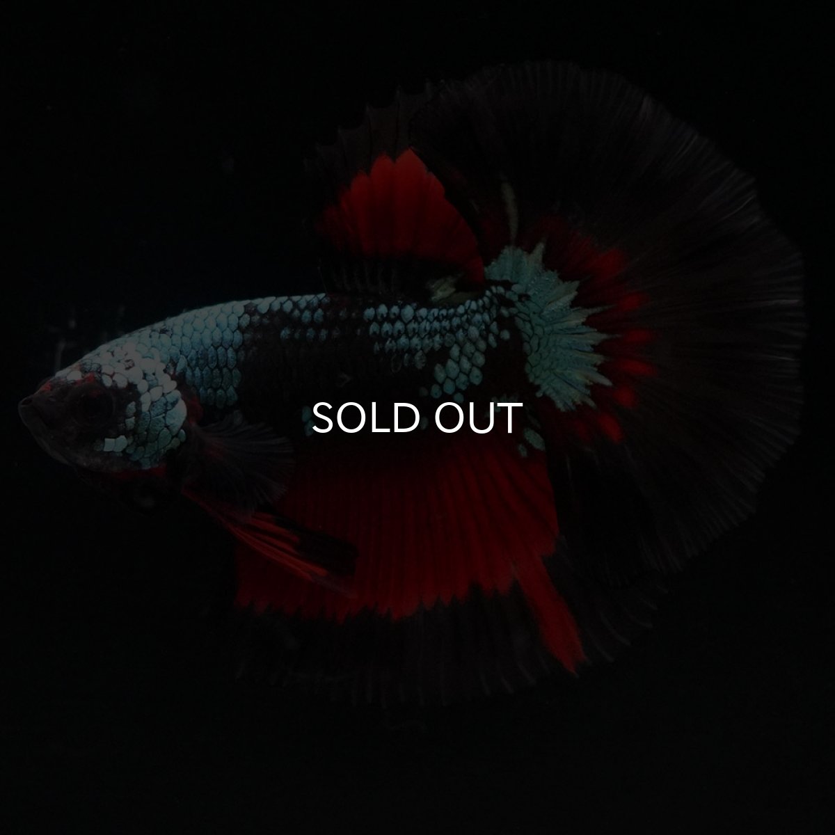 画像3: HM ブラックスター (3)