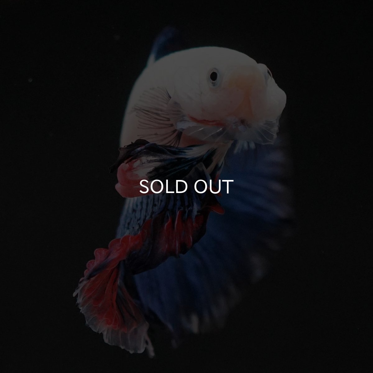 画像3: HM ホワイトブルーファンシー (3)