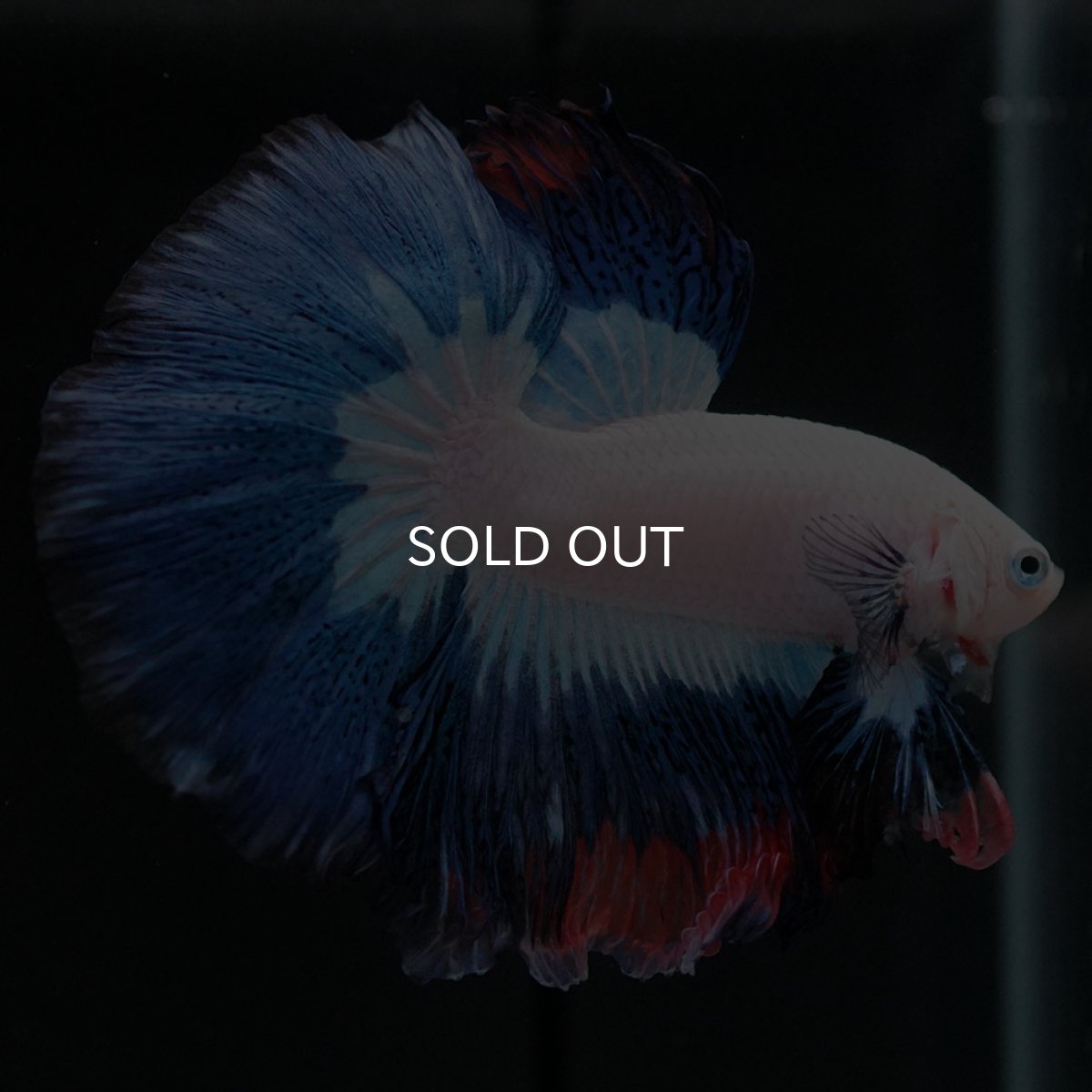 画像6: HM ホワイトブルーファンシー (6)