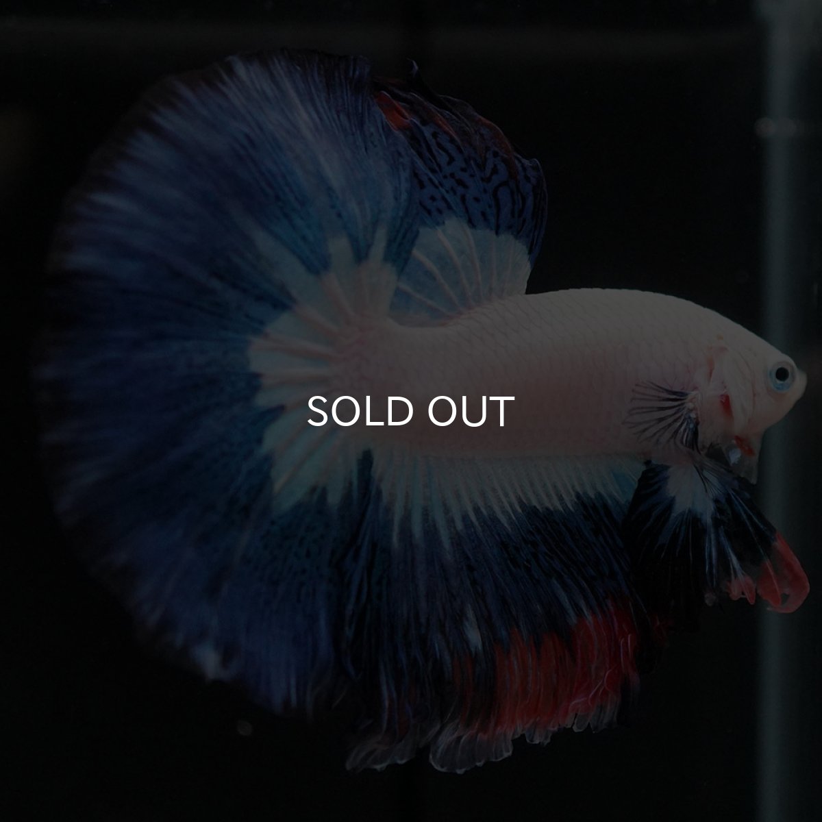 画像4: HM ホワイトブルーファンシー (4)