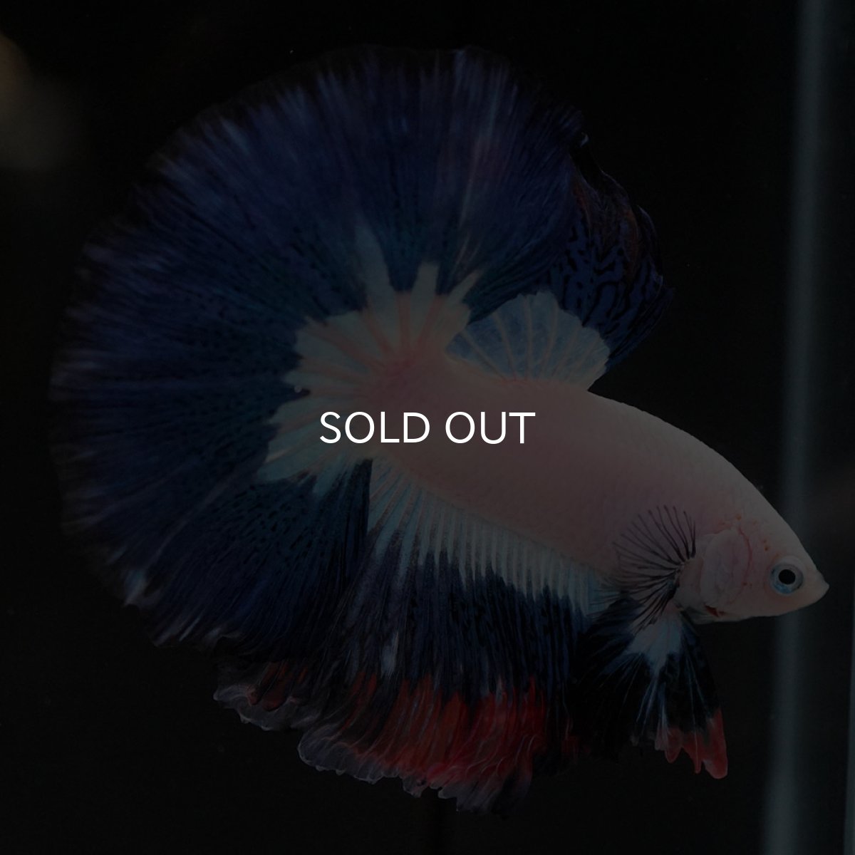 画像8: HM ホワイトブルーファンシー (8)