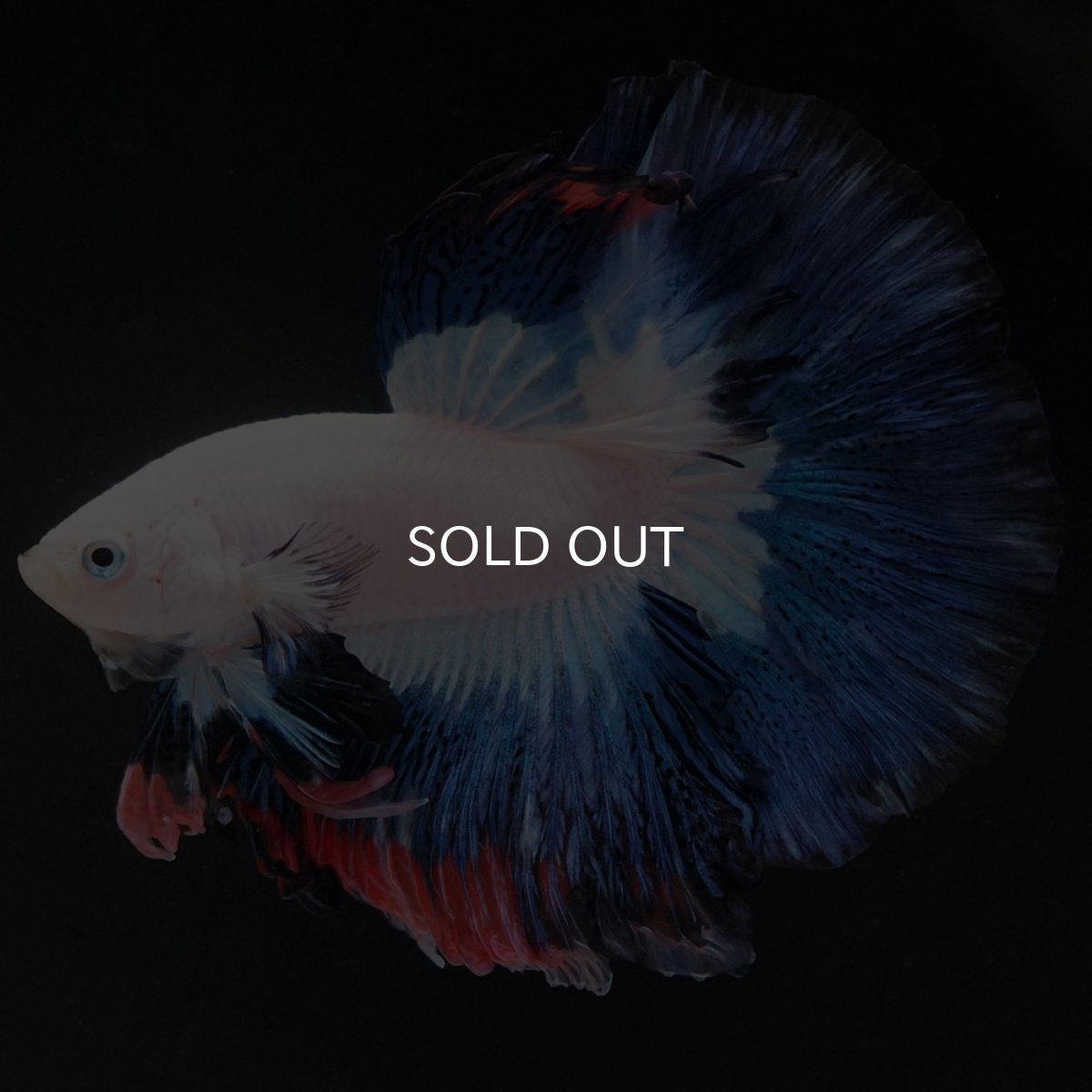 画像7: HM ホワイトブルーファンシー (7)