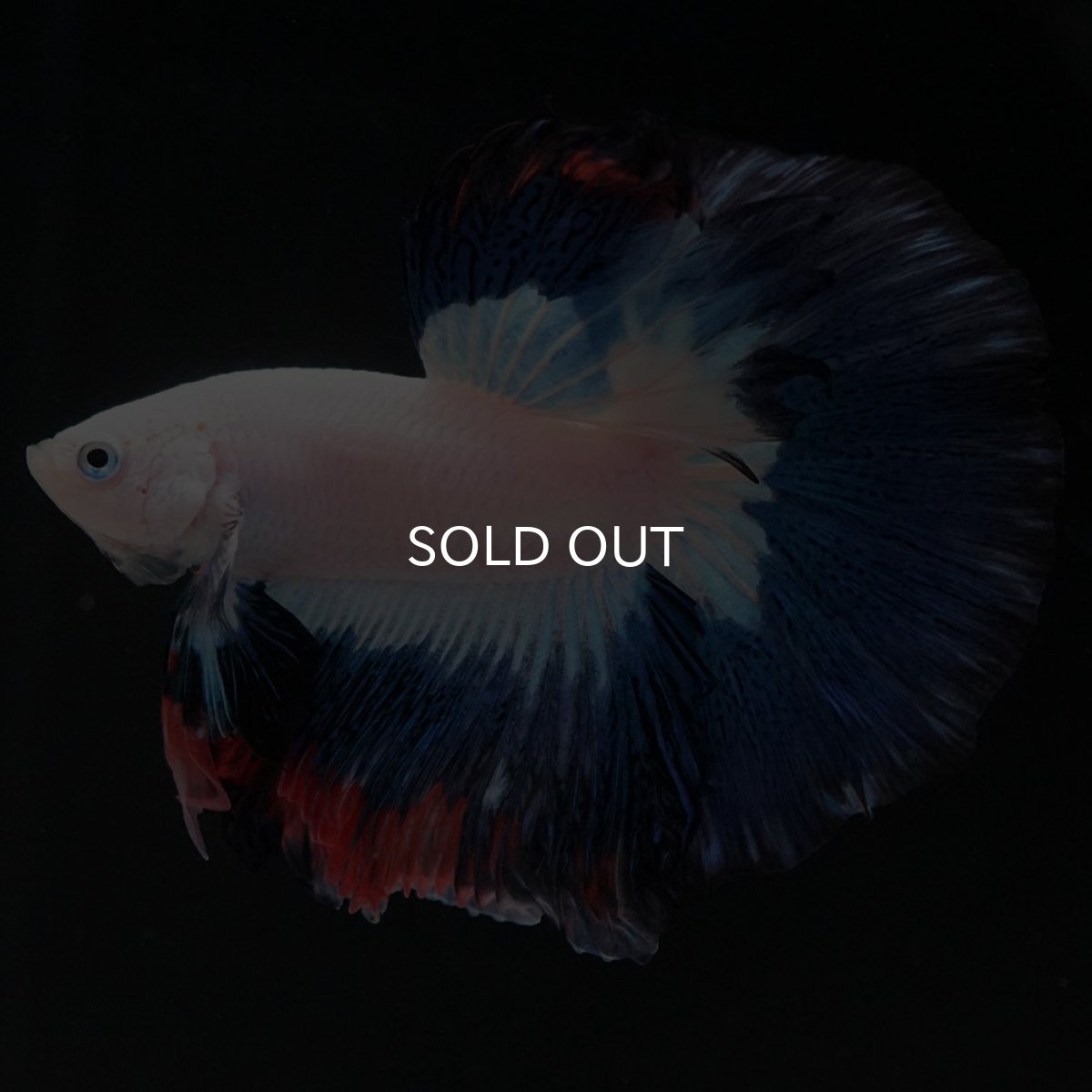 画像5: HM ホワイトブルーファンシー (5)